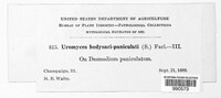 Uromyces hedysari-paniculati image